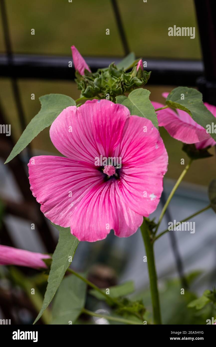 'Silver Cup' Rose Mallow, Sommarmalva (Lavatera triméstris) Banque D'Images