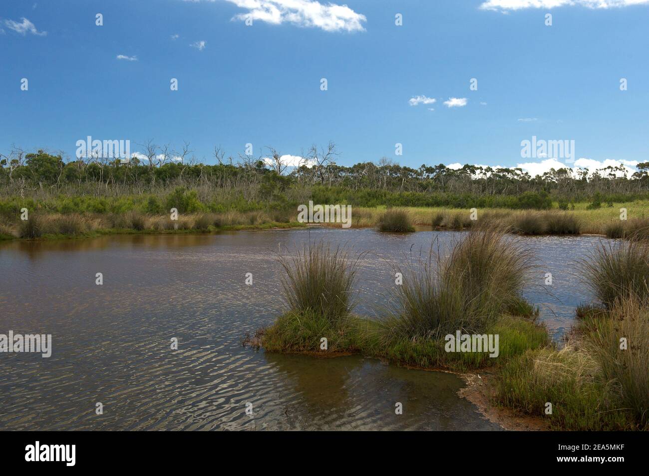 Un étang à vent dans les terres humides de Warringine, près de Hastings, à Victoria, en Australie. Les vents sifflent à travers les marais - sans rien pour les arrêter! Banque D'Images