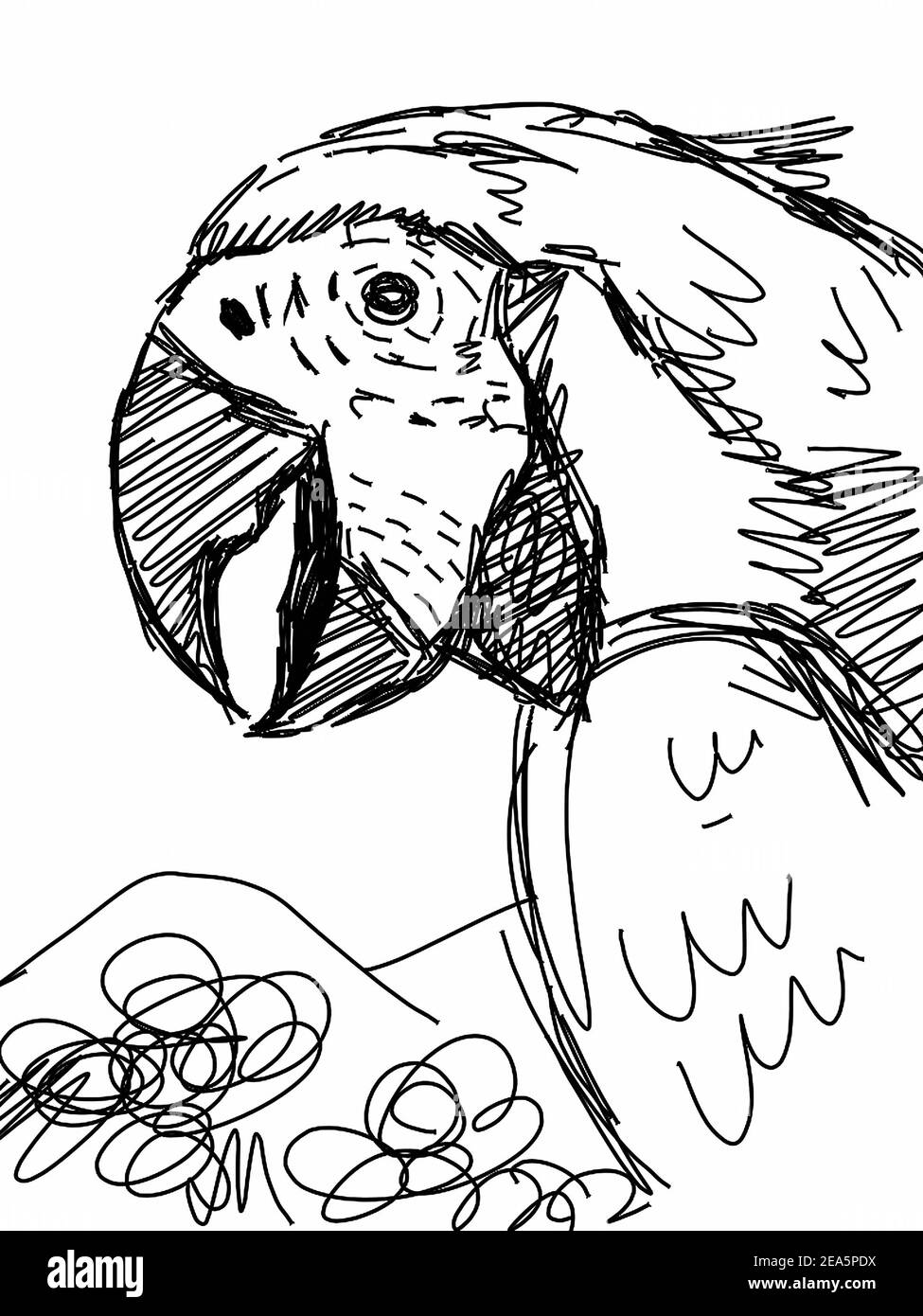 Art, dessin, arrière-plans pour le design , Macaw Parrot Birds , de thaïlande Banque D'Images