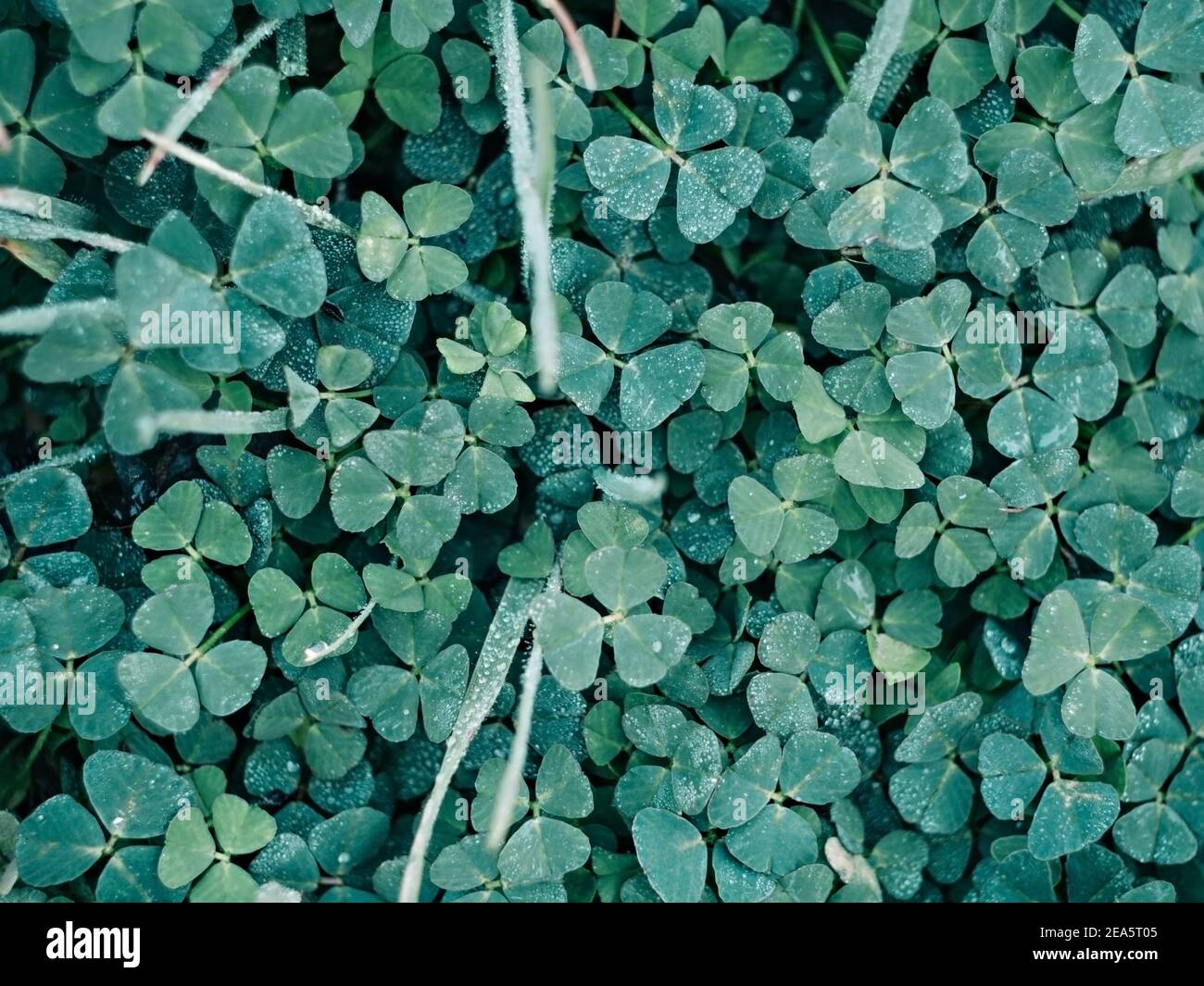 Feuilles de trèfle vertes recouvertes de rosée. Banque D'Images