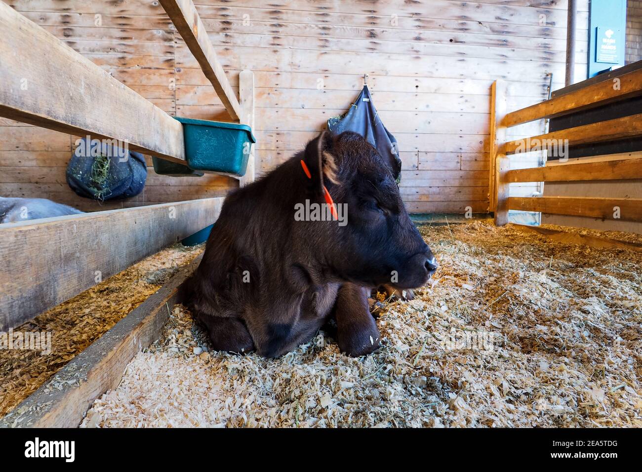 Traite les vaches par système rotatif de traite industriel automatique dans une ferme de journal moderne, vache blanche en premier plan. Banque D'Images