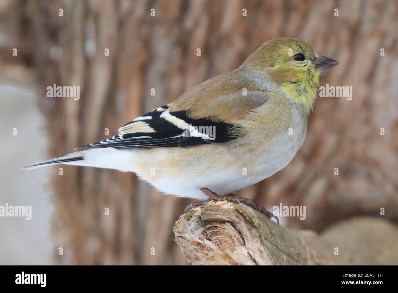 Winter Goldfinch assis sur une succursale en hiver, Québec, Canada Banque D'Images