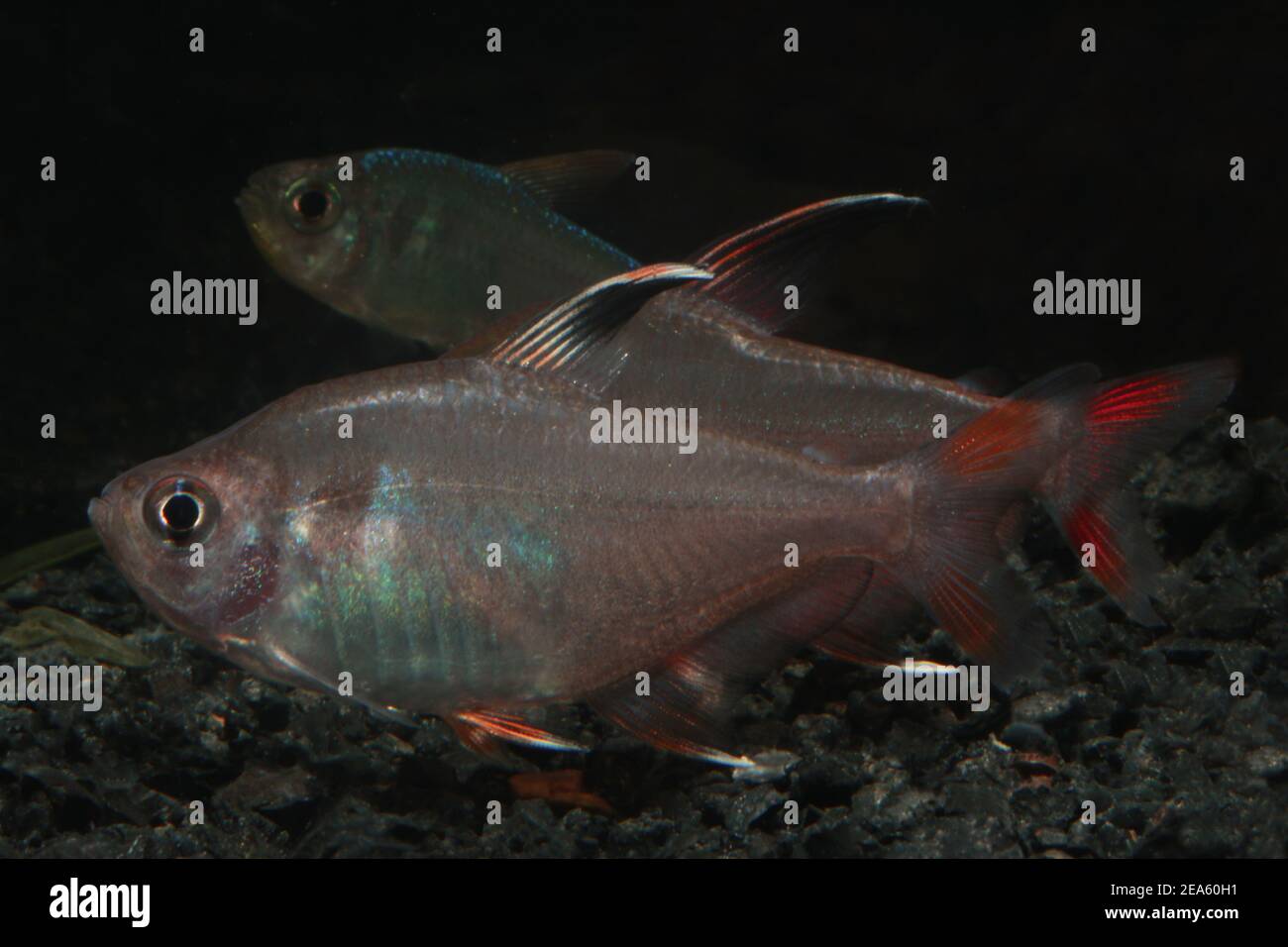 Hyphessobrycon rosaceus , Rosy tétra Banque D'Images