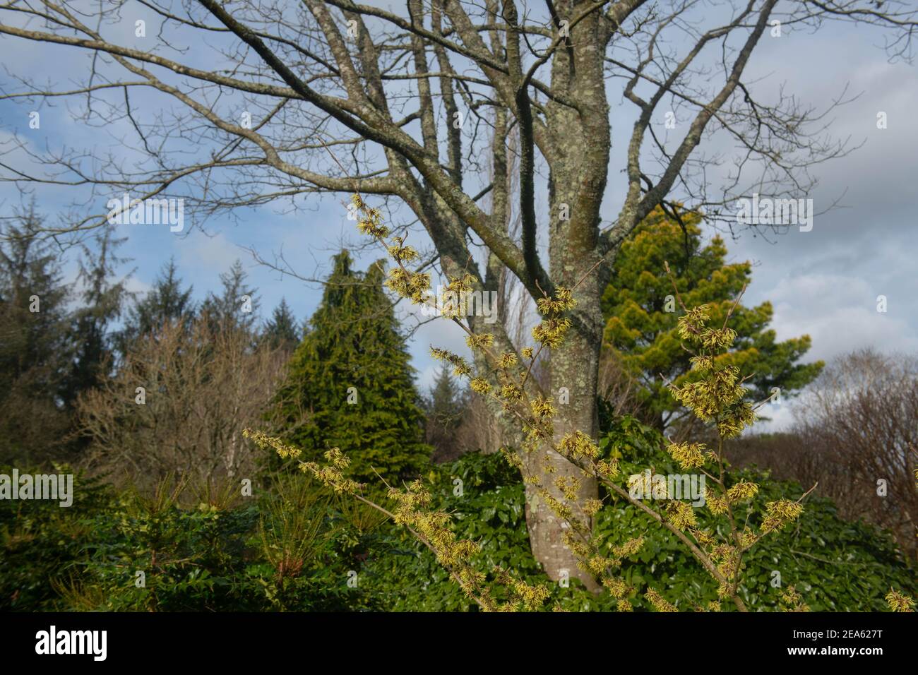 Fleurs d'hiver jaunes sur un arbuste de Hazel de sorcière (Hamamelis x intermedia 'pallida') croissant dans un jardin de Cottage de campagne dans le Devon rural, Angleterre, Royaume-Uni Banque D'Images
