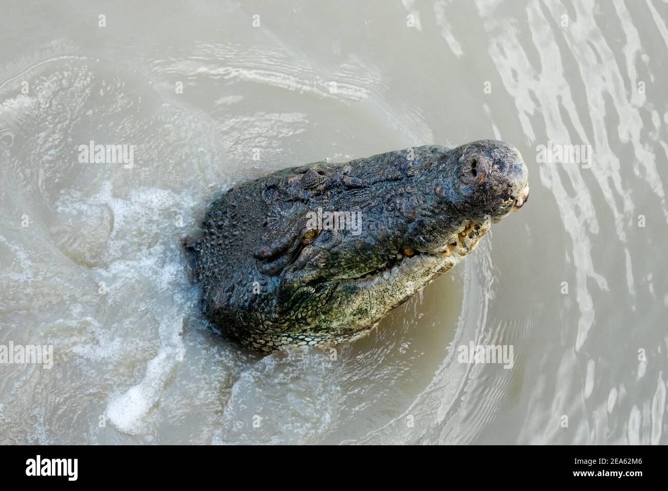 Crocodile émergeant de l'eau dans la rivière Adelaide Banque D'Images