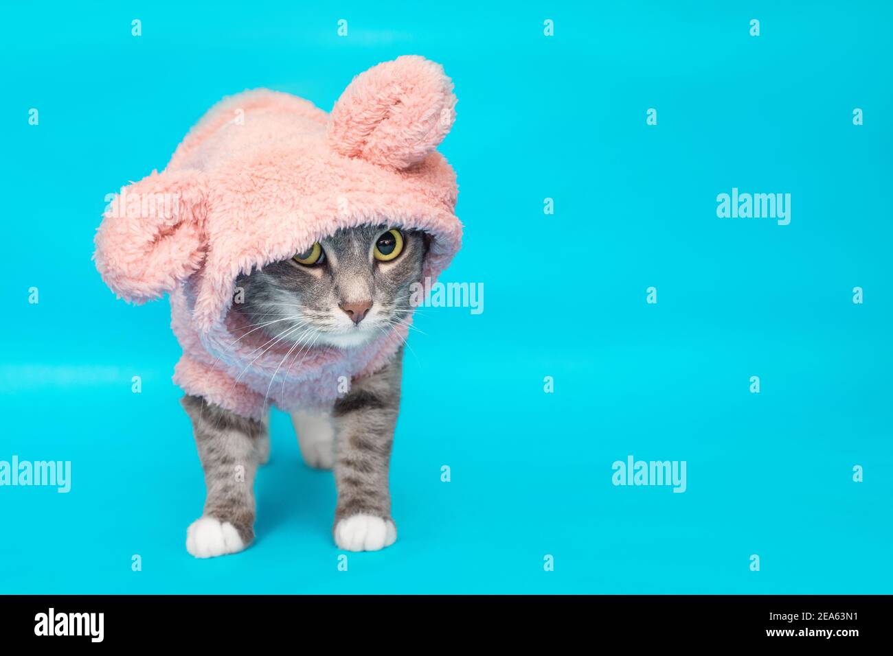 Cat Wearing Sweater Banque De Photographies Et D Images A Haute Resolution Alamy