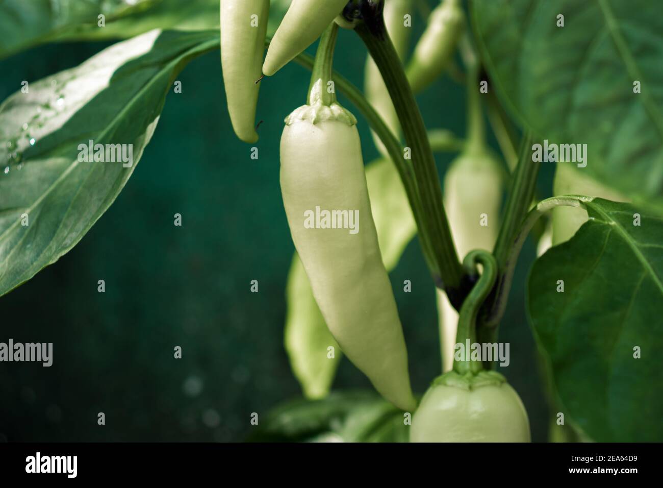 Poivre de la banane frais dans l'arbre prêt à cueillir. Banque D'Images