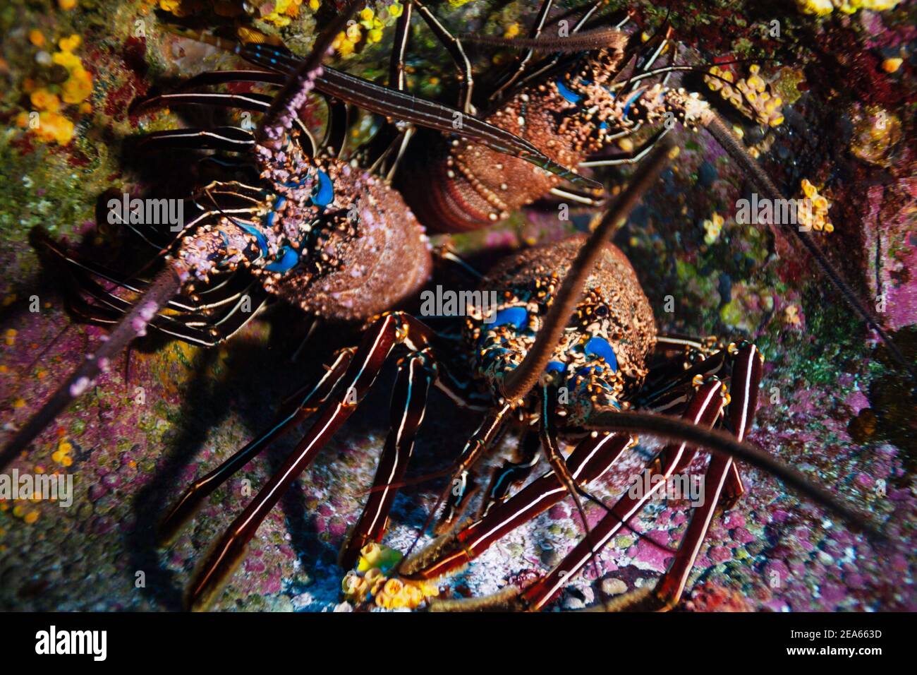 Photo sous-marine de deux homards sur le plancher de l'océan Pacifique Banque D'Images