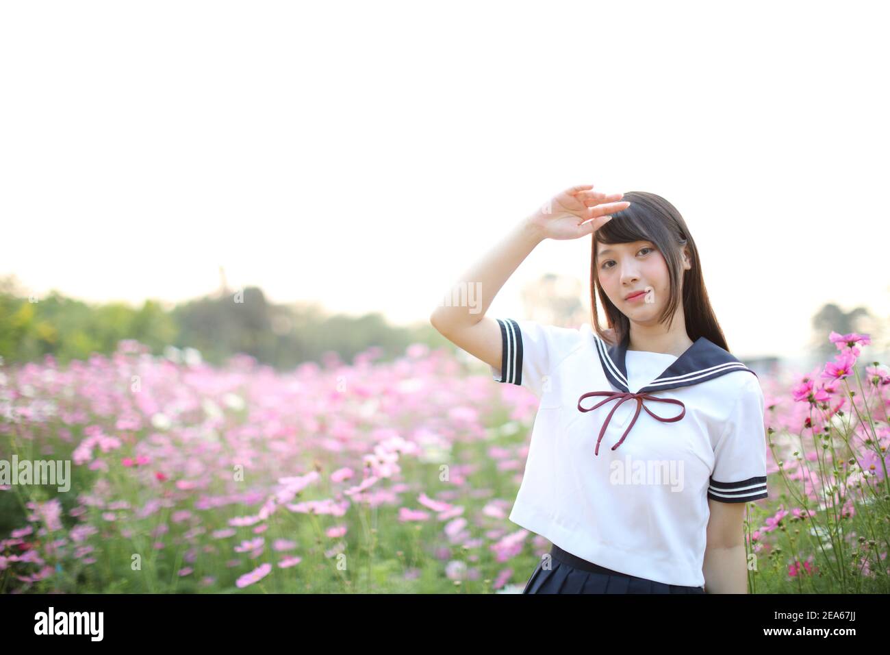 Portrait of Japanese school girl uniforme avec fleur cosmos rose Banque D'Images