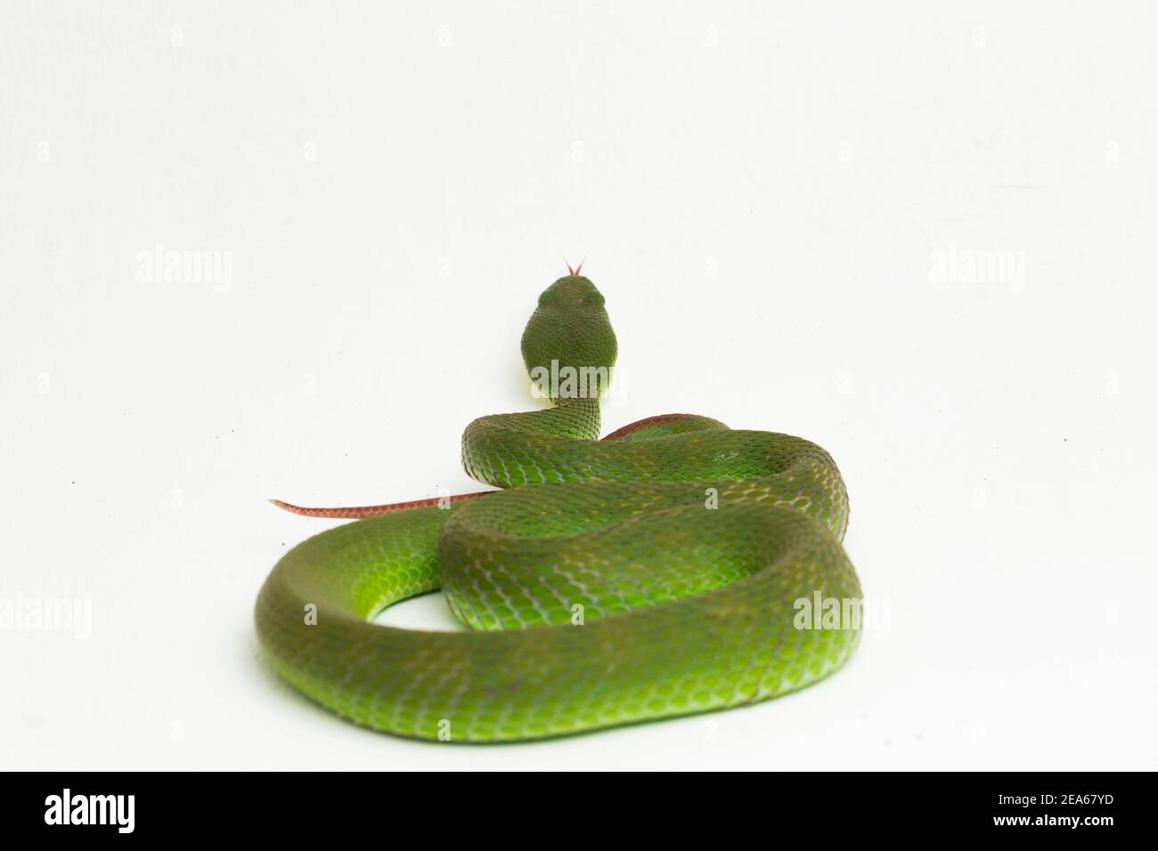 Close up White-lipped Pit Viper vert trimeresurus albolabris (serpent) isolé sur fond blanc Banque D'Images