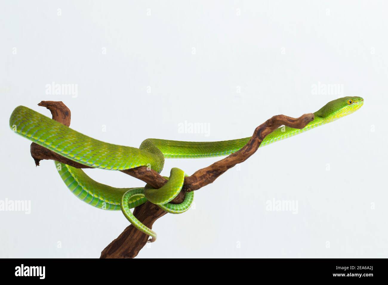 Trimeresurus insularis (Viper Island Pit à lèvres blanches) sur fond blanc Banque D'Images