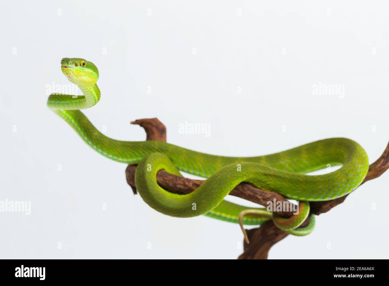 Trimeresurus insularis (Viper Island Pit à lèvres blanches) sur fond blanc Banque D'Images