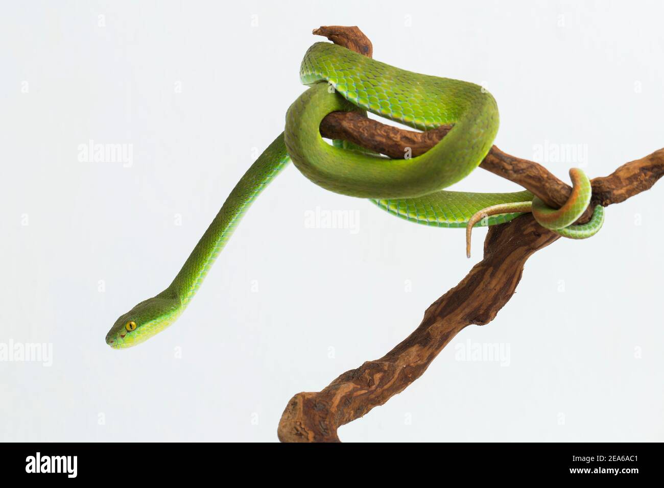 Trimeresurus insularis (Viper Island Pit à lèvres blanches) sur fond blanc Banque D'Images