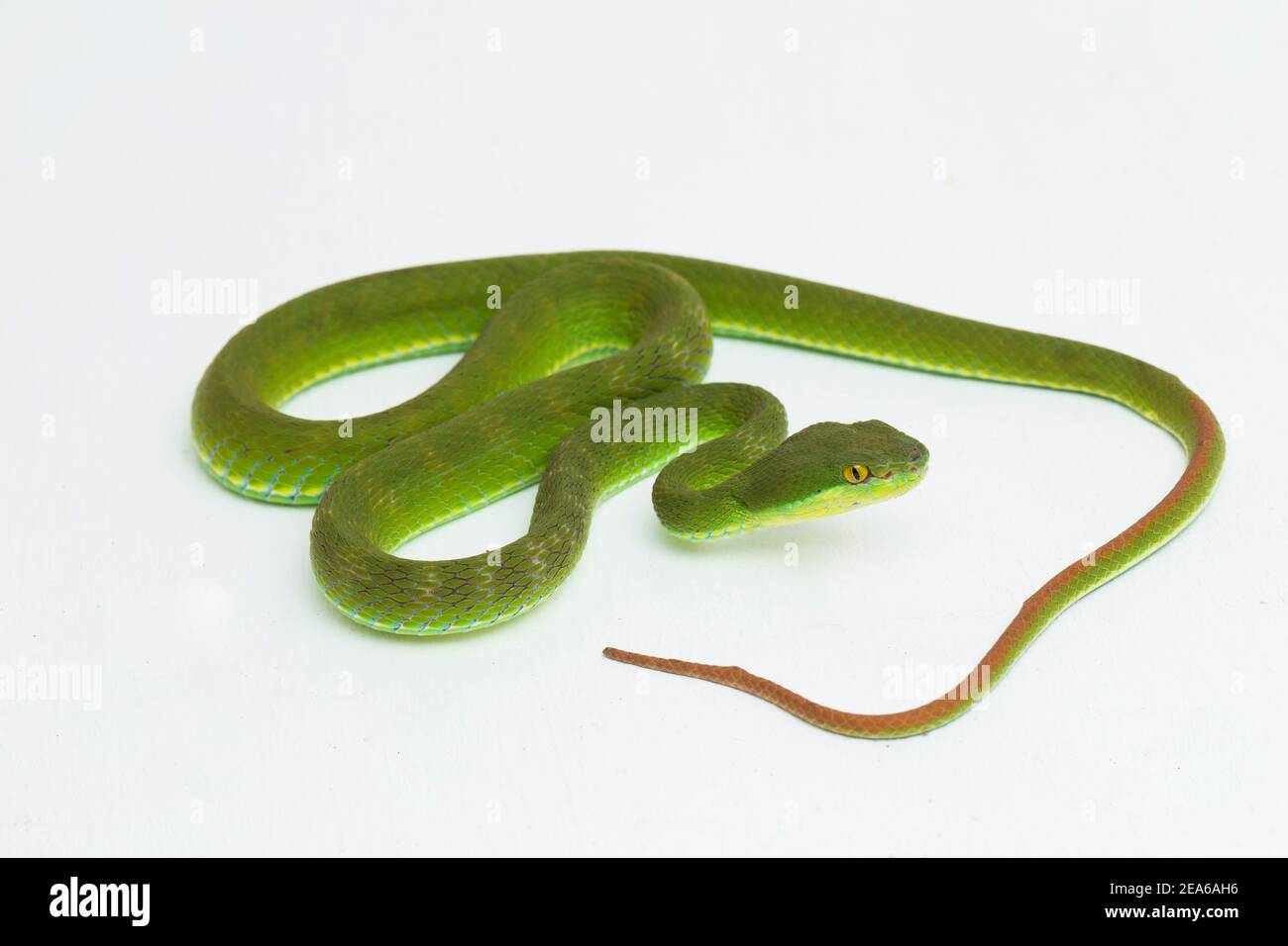 Trimeresurus insularis (Viper Island Pit à lèvres blanches) sur fond blanc Banque D'Images