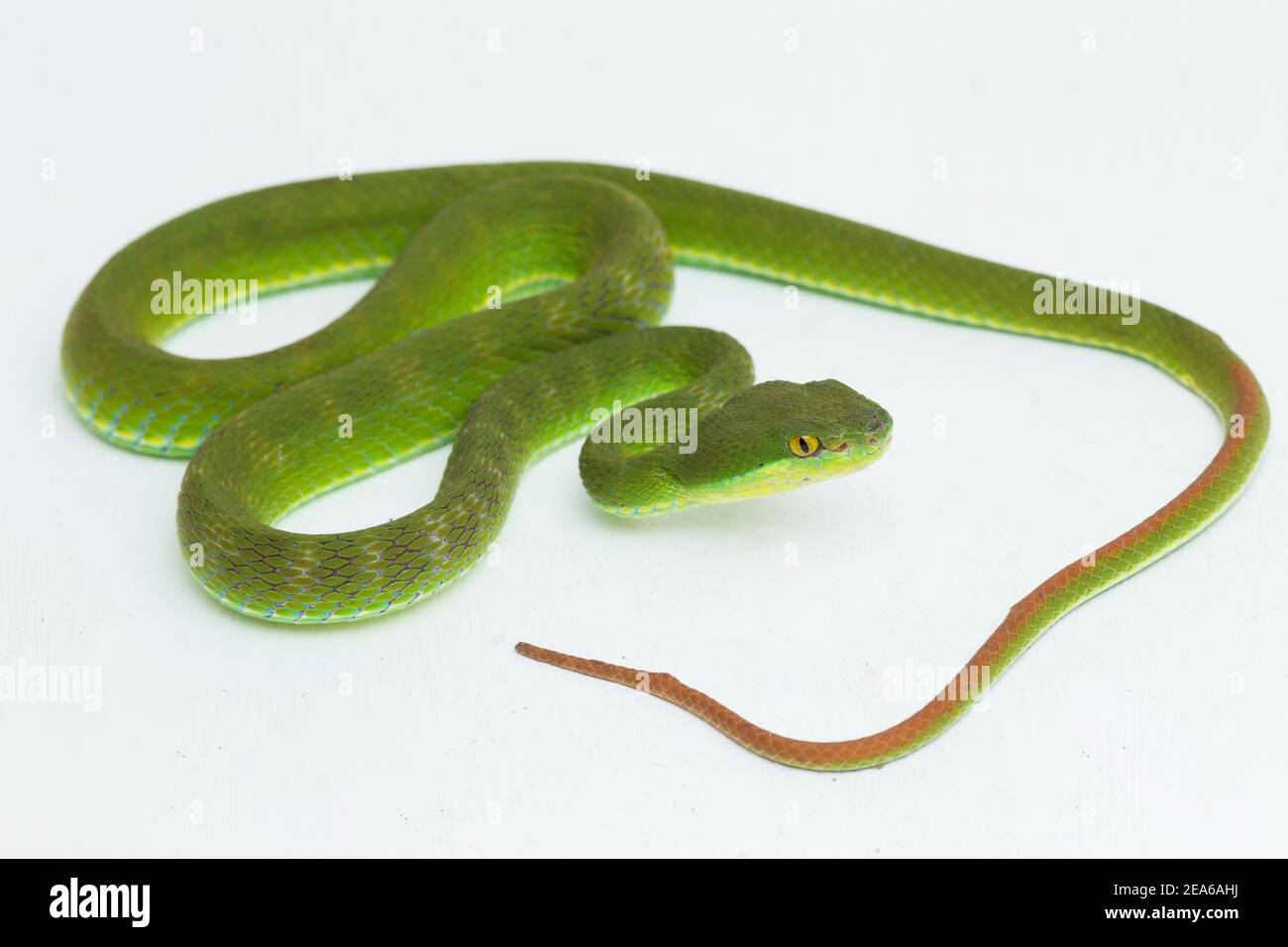 Trimeresurus insularis (Viper Island Pit à lèvres blanches) sur fond blanc Banque D'Images