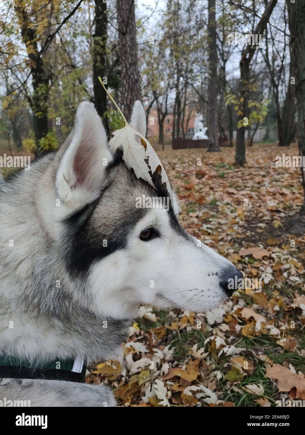 Un chien husky sibérien ​​in une belle forêt d'automne avec un harnais de  laisse Photo Stock - Alamy