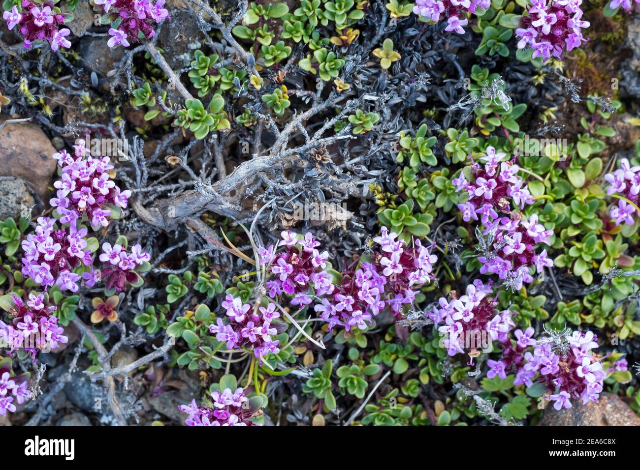 Frühblühender Thymian, Thymian, Thymus praecox, Thymus praecox subsp. Arcticus, Thymus polytrichus subsp. britannicus, Thymus arcticus, mère de thym Banque D'Images