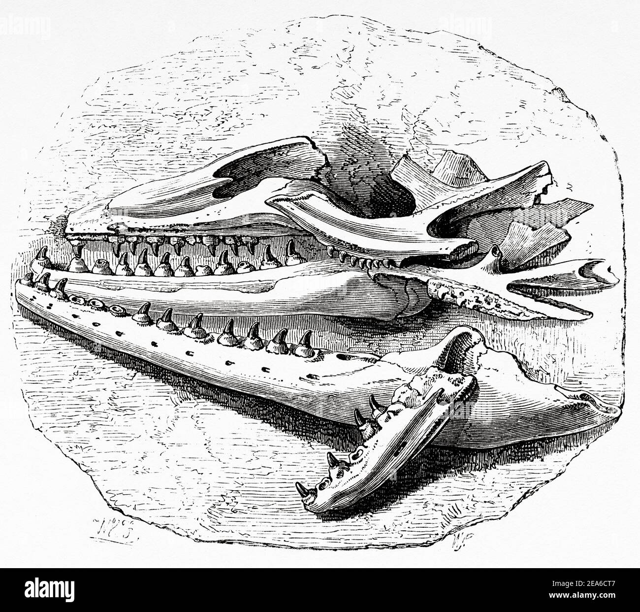 Illustration de l'ancien XIXe siècle. Chef du Mosasaurus du campeur. Ancienne illustration gravée du XIXe siècle d'El Mundo Ilustrado 1879 Banque D'Images