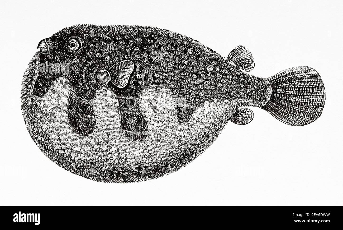 Pufferfish de Fahaka (Arothron hispidus) puffeur du Nil, poisson du globe, naisseur de lineatus, Égypte. Ancienne illustration gravée du XIXe siècle d'El Mundo Ilustrado 1879 Banque D'Images