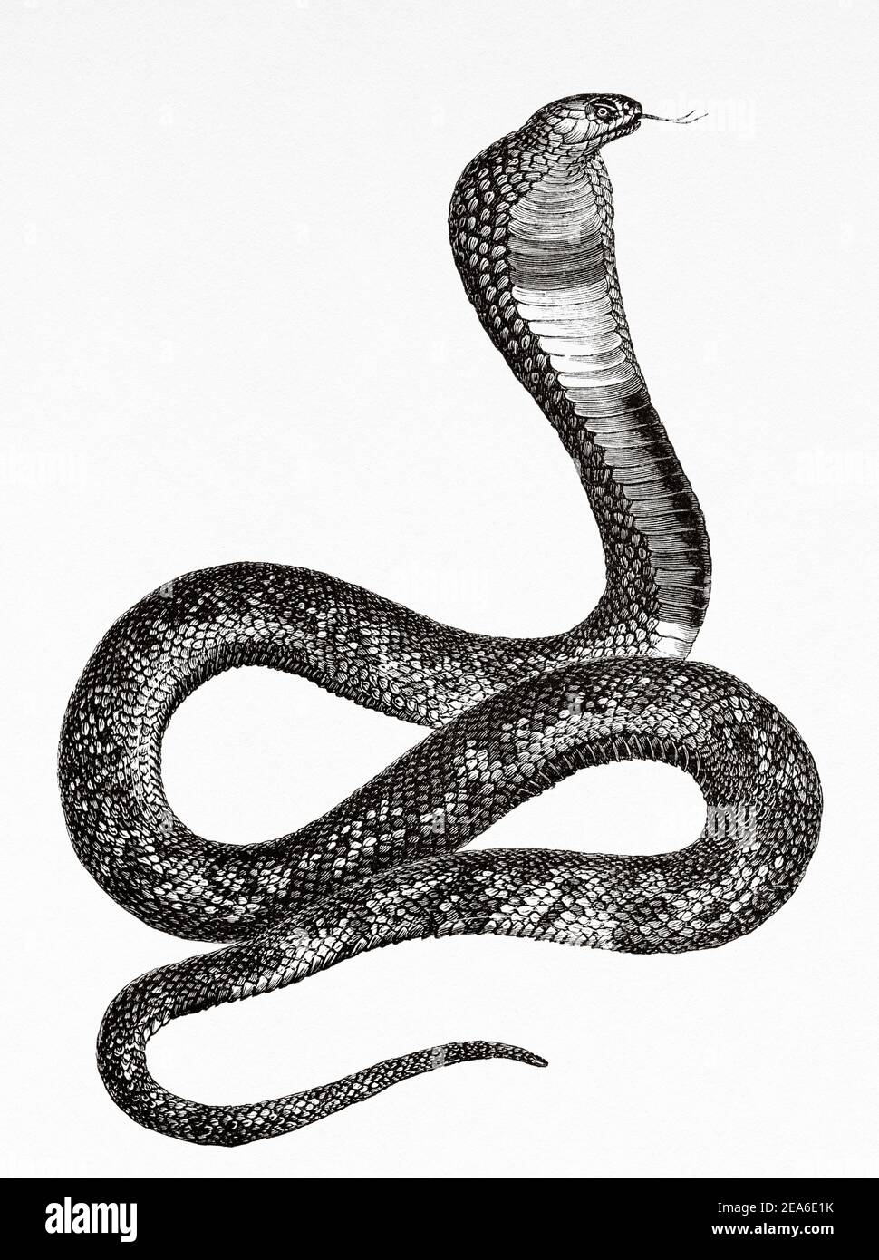 Urée. Serpent sacré uraeus. L'uraeus est la forme stylisée et verticale d'un cobra égyptien, utilisé comme symbole de souveraineté, de royauté, de divinité et d'autorité divine. Histoire de l'Égypte ancienne. Ancienne illustration gravée du XIXe siècle d'El Mundo Ilustrado 1879 Banque D'Images
