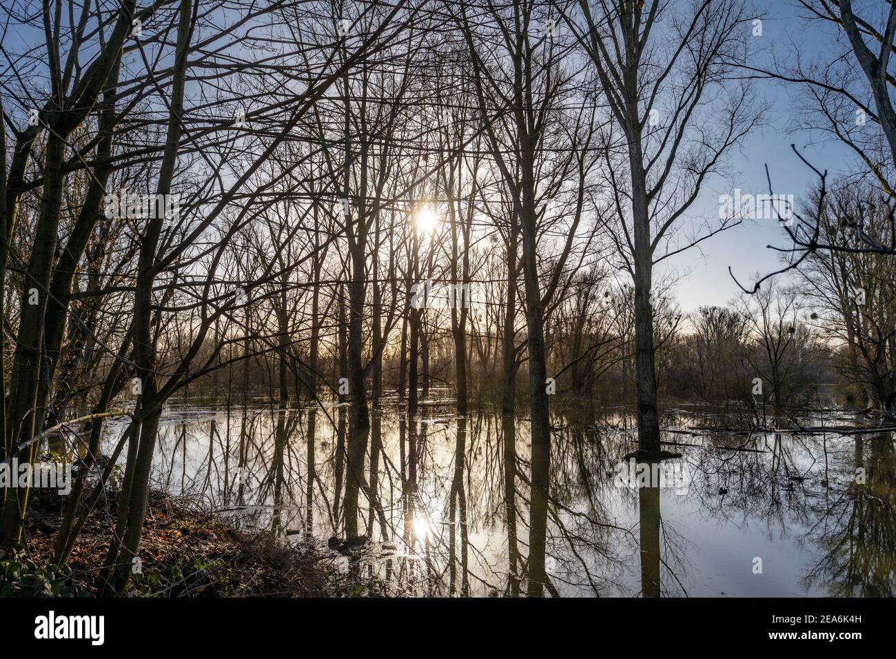 Inondation du Rhin dans l'Urdenbacher Kampe avec ses les forêts alluviales une nature intacte et la zone de protection du paysage dedans Au sud de Düsseldorf Banque D'Images