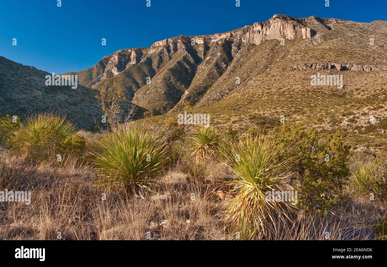 Sotols à l'entrée de McKittrick Canyon, Guadalupe Mountains National Park, Texas, États-Unis Banque D'Images