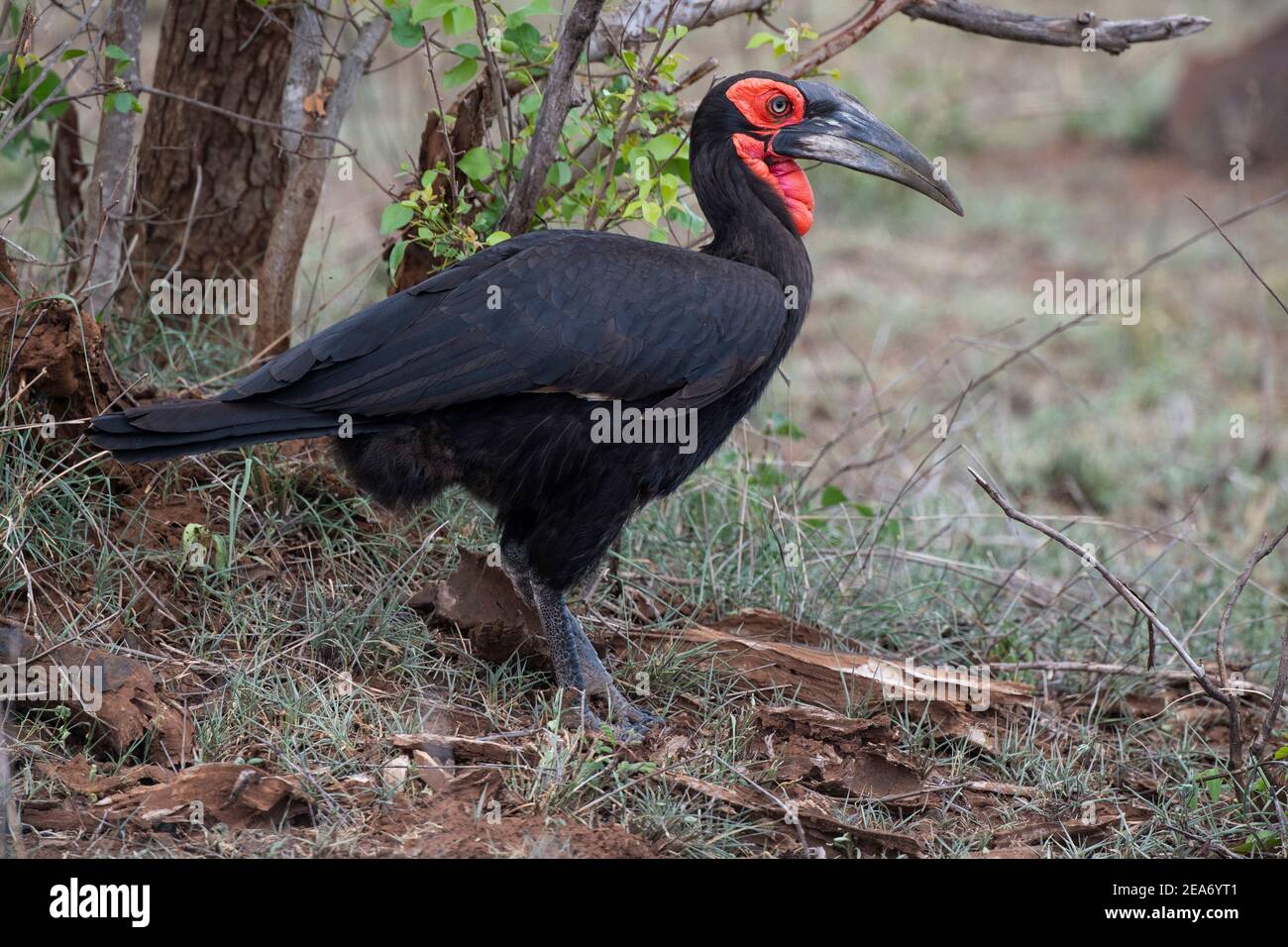 Calao terrestre du sud, Bucorvus leadbeateri, Kruger National Park, Afrique du Sud Banque D'Images