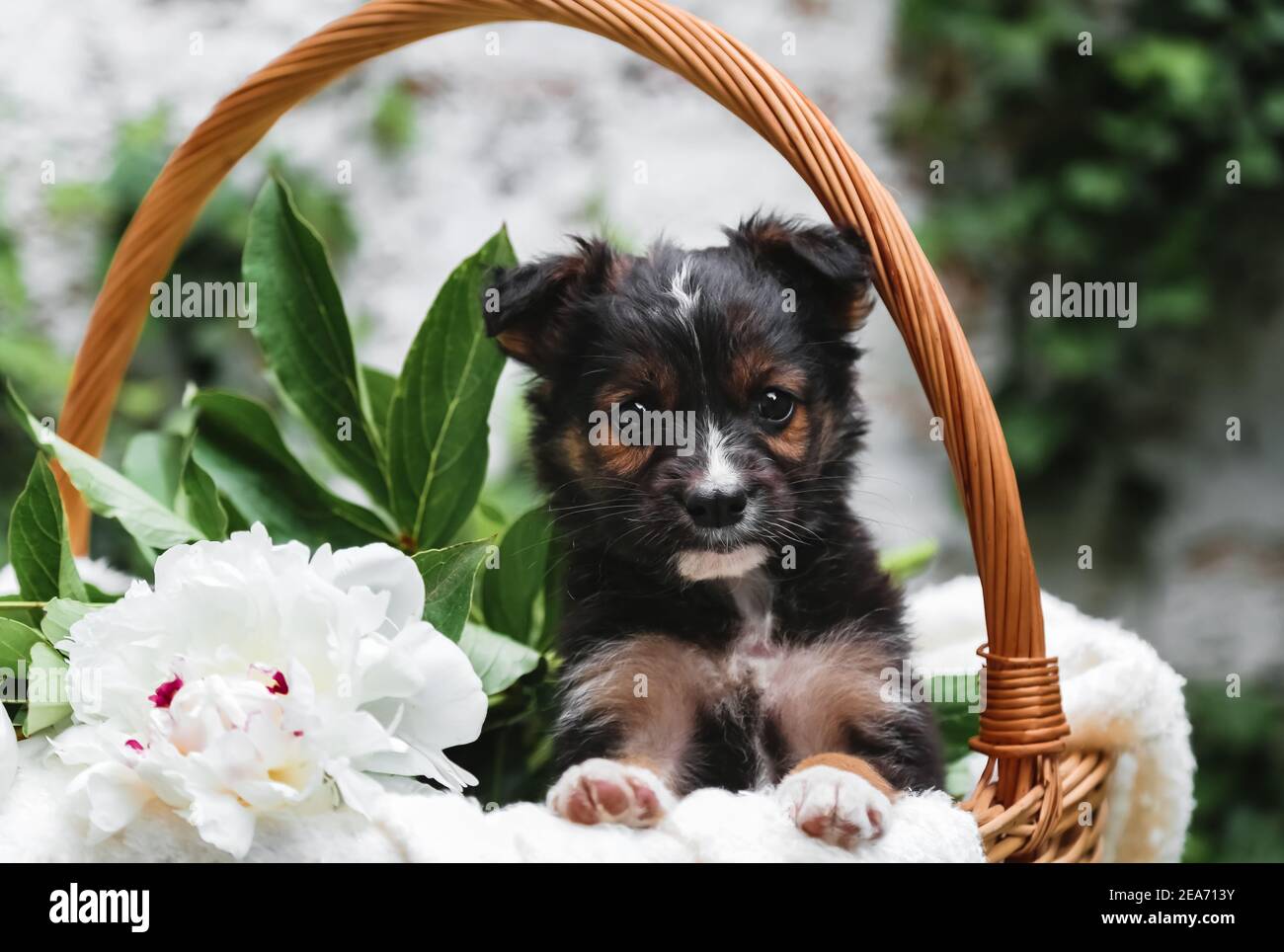 Portrait de chien de chiot dans un panier avec bouquet de fleurs à l'extérieur. Adorable jeune animal domestique grave chiot brun assis avec des pattes sur le bord du panier comme un Banque D'Images