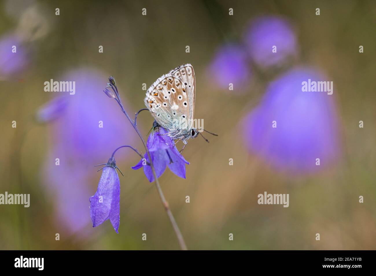 Chalkhill Blue Butterfly ; Polyommatus cordidon ; Homme ; Royaume-Uni Banque D'Images