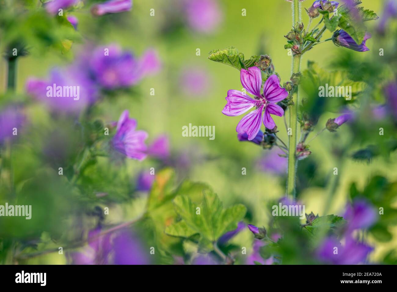 Malva sylvestris; Floraison; Royaume-Uni Banque D'Images