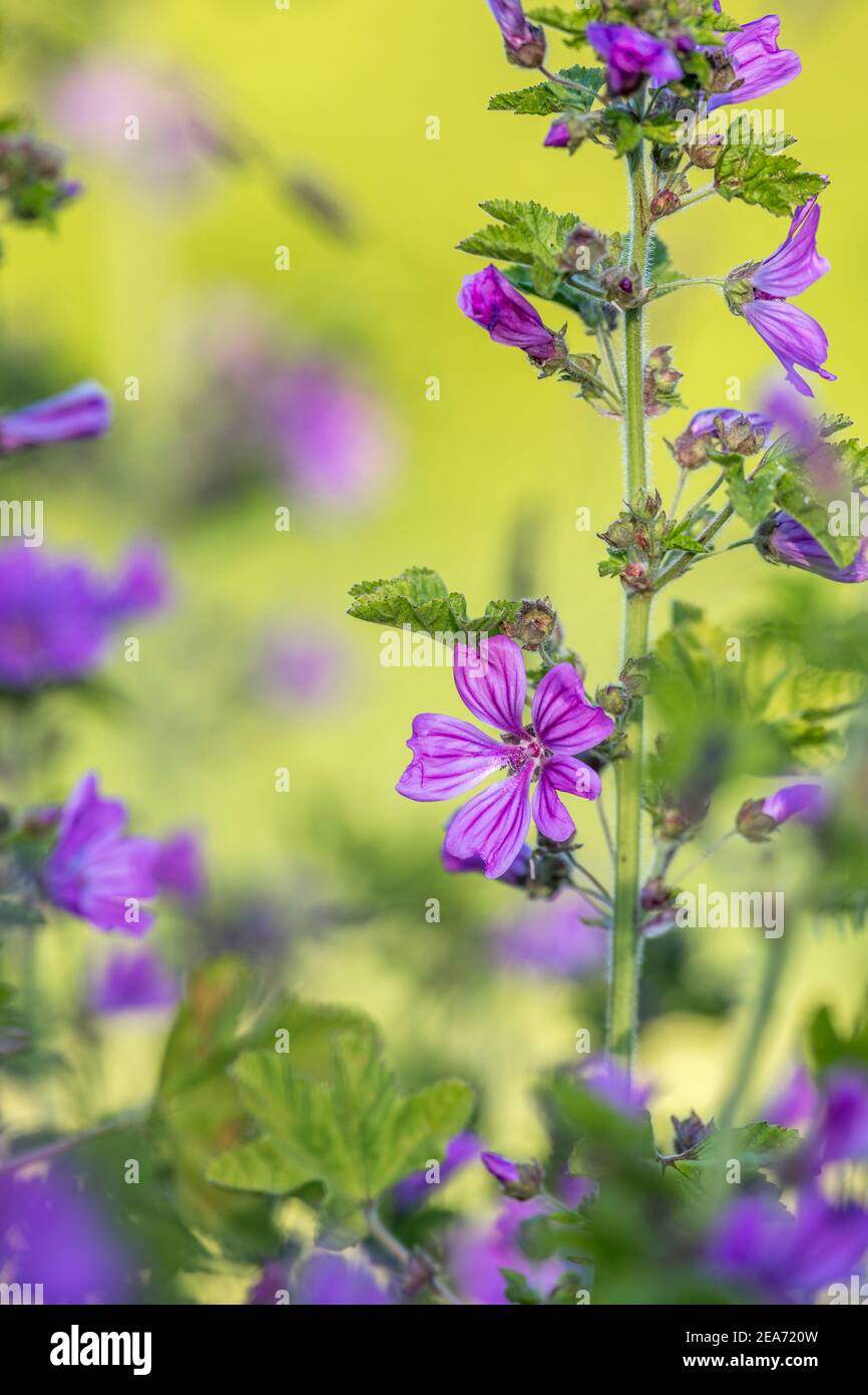 Malva sylvestris; Floraison; Royaume-Uni Banque D'Images