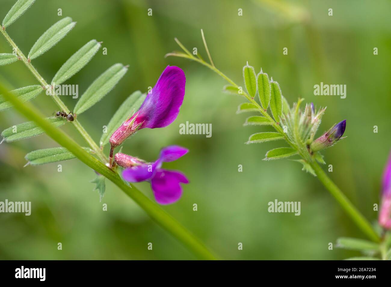 Etch commun; Vicia sativa; Floraison; Royaume-Uni Banque D'Images