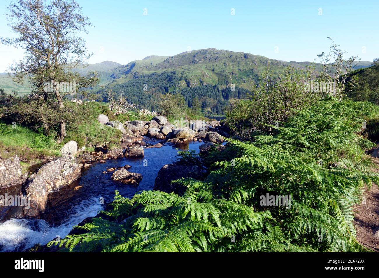 Le Buchan brûle sur la route de la colline de Merrick À travers la forêt Galloway Banque D'Images