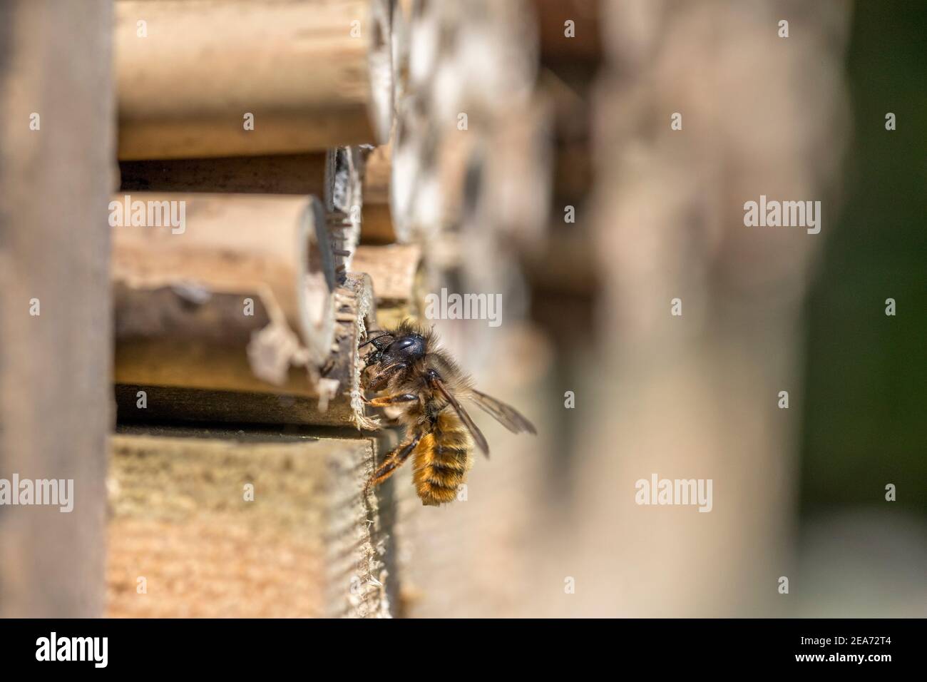 Red Mason Bee ; Osmia bicornis ; scellement de son trou avec Mud ; Royaume-Uni Banque D'Images