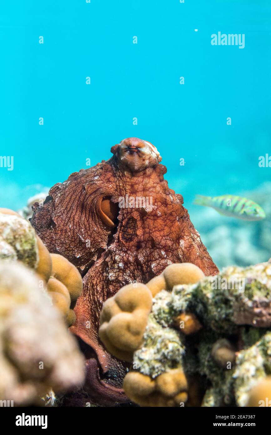 Octopus commun; Octopus vulgaris; Maldives Banque D'Images