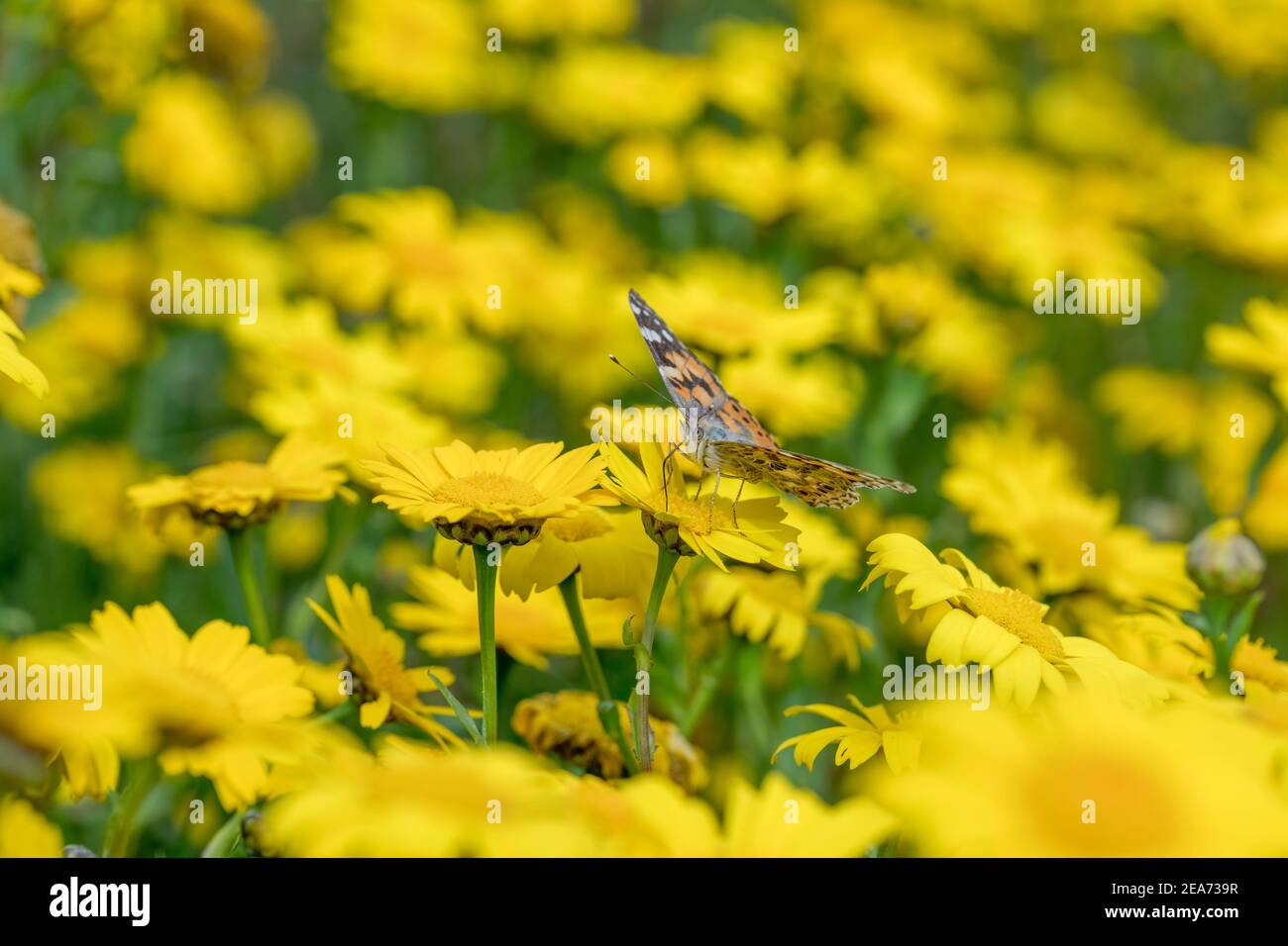 Papillon laqué ; Vanessa cardui ; On Flower ; Royaume-Uni Banque D'Images