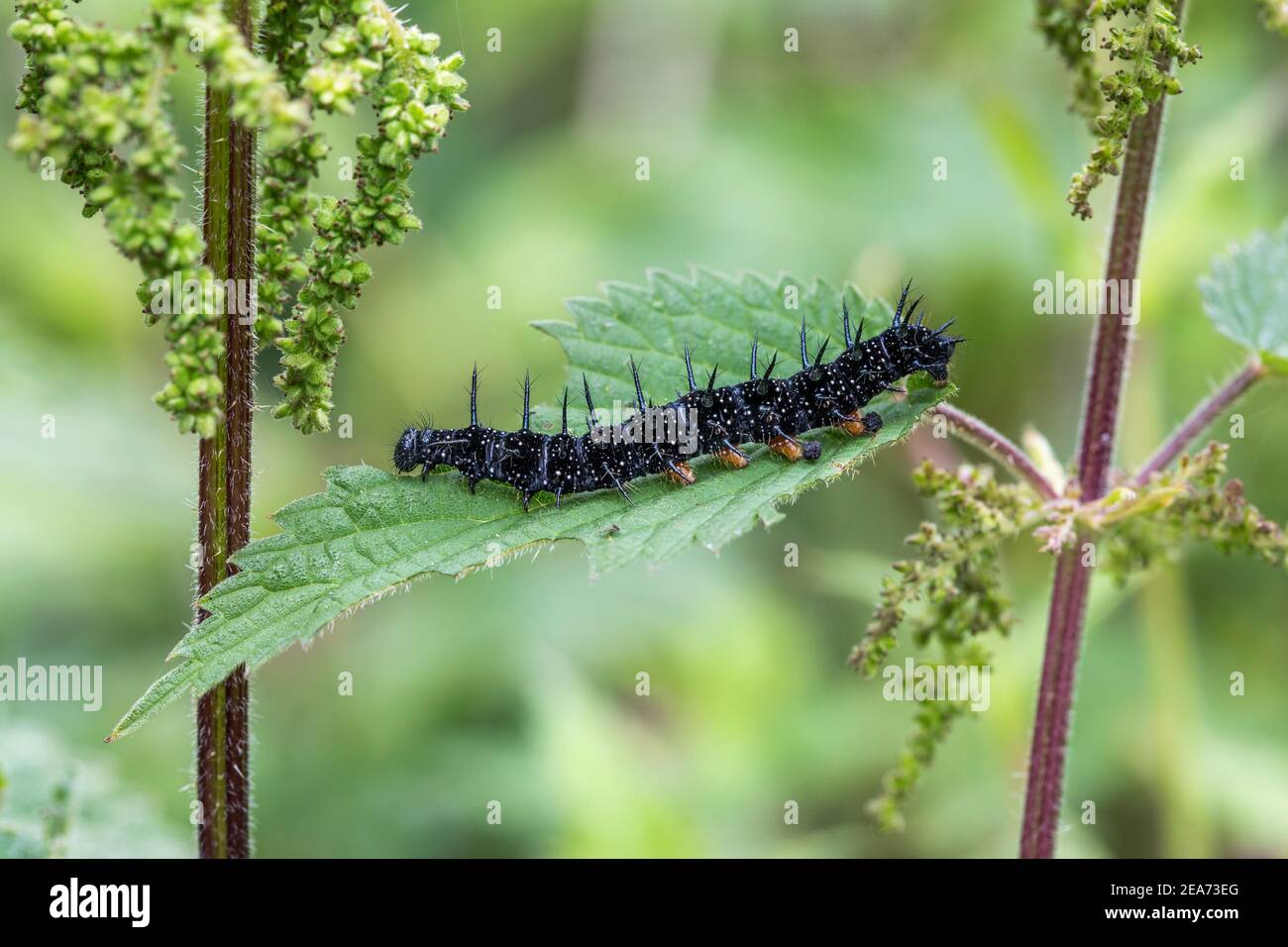 Peacock Butterfly Caterpillar ; Aglais io ; Royaume-Uni Banque D'Images