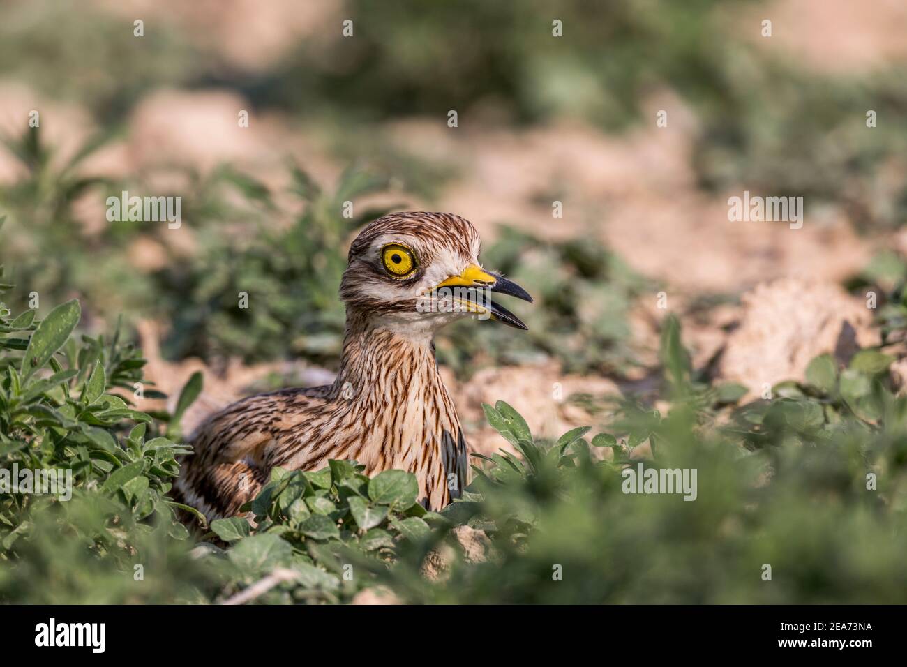 Oedicnème criard Burhinus bistriatus ; Espagne ; Banque D'Images