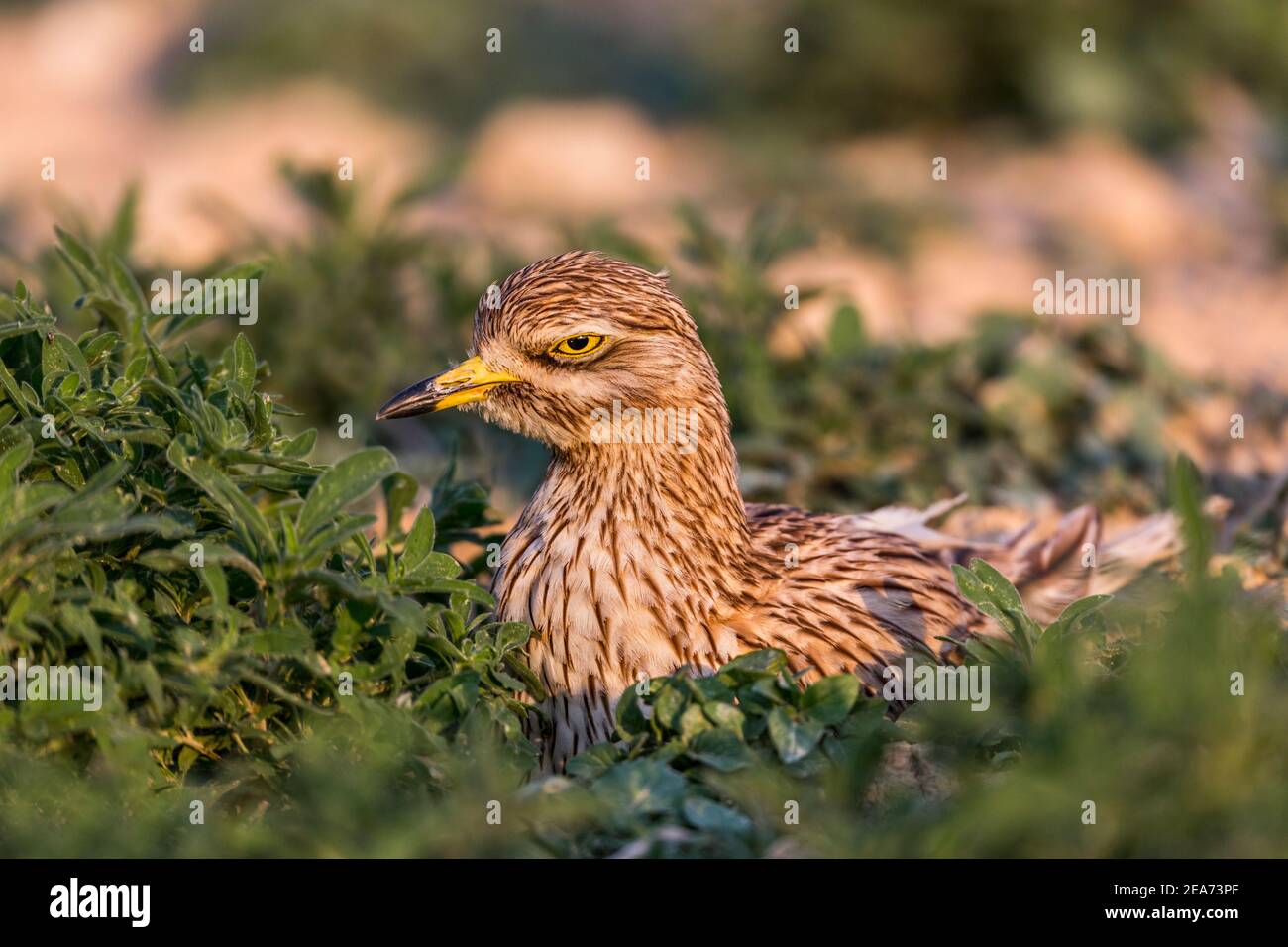 Oedicnème criard Burhinus bistriatus ; Espagne ; Banque D'Images