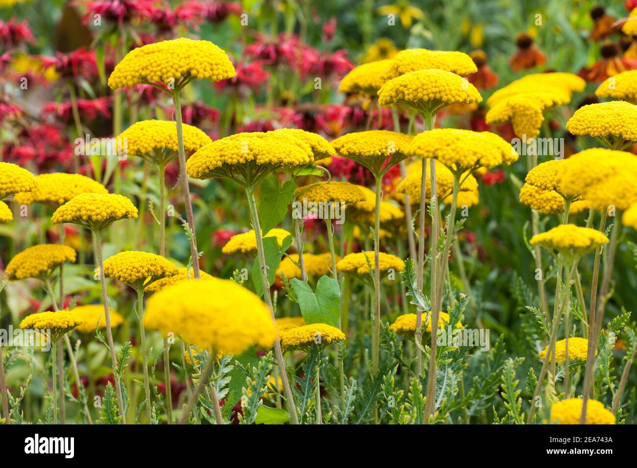 Variété de parkers d'Achillea filipendulina Banque D'Images