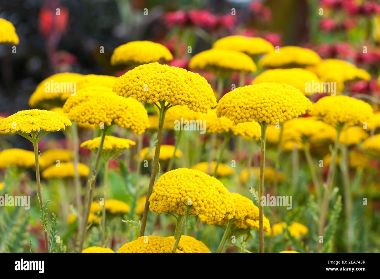 Variété de parkers d'Achillea filipendulina Banque D'Images