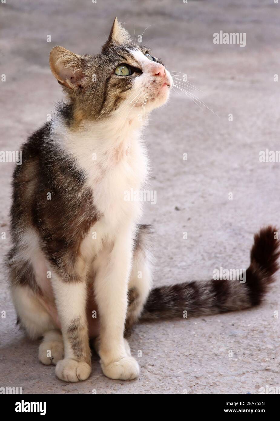 petit chaton errant chat gris et blanc, très maigre, féral Banque D'Images petit chaton errant chat gris et blanc, très maigre, féral Banque D'Images