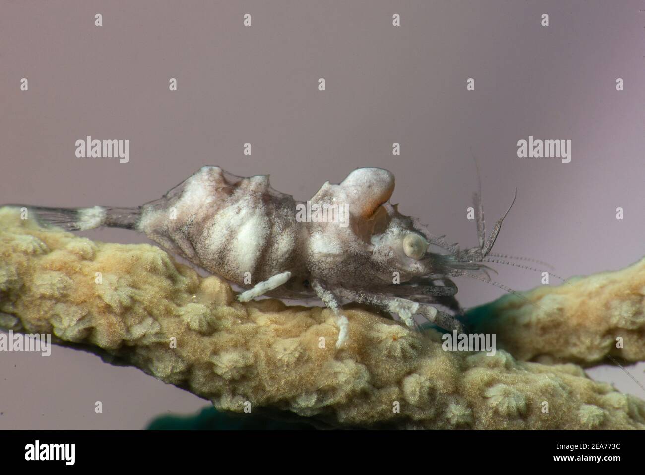 Gros plan d'une crevette comensal gorgonienne Balssia gasti... Banque D'Images