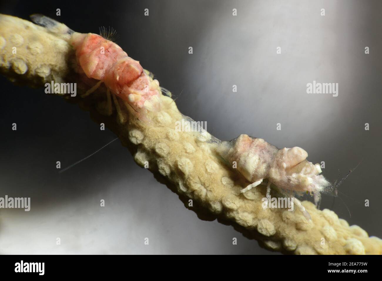 Gros plan d'une crevette comensal gorgonienne Balssia gasti... Banque D'Images