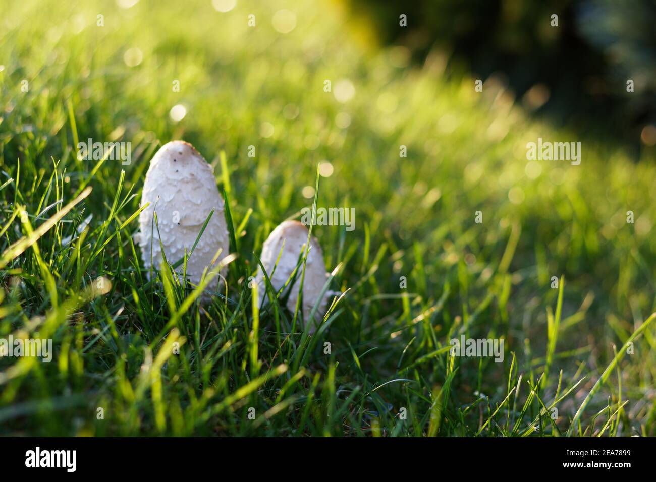 Vue rapprochée à angle bas sur une pelouse avec deux cerfs-volants champignons au soleil d'automne Banque D'Images