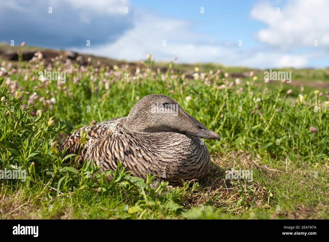 Eider (Somateria mollissima), femelle au nid, île de mai, Firth of Forth, Écosse, Banque D'Images