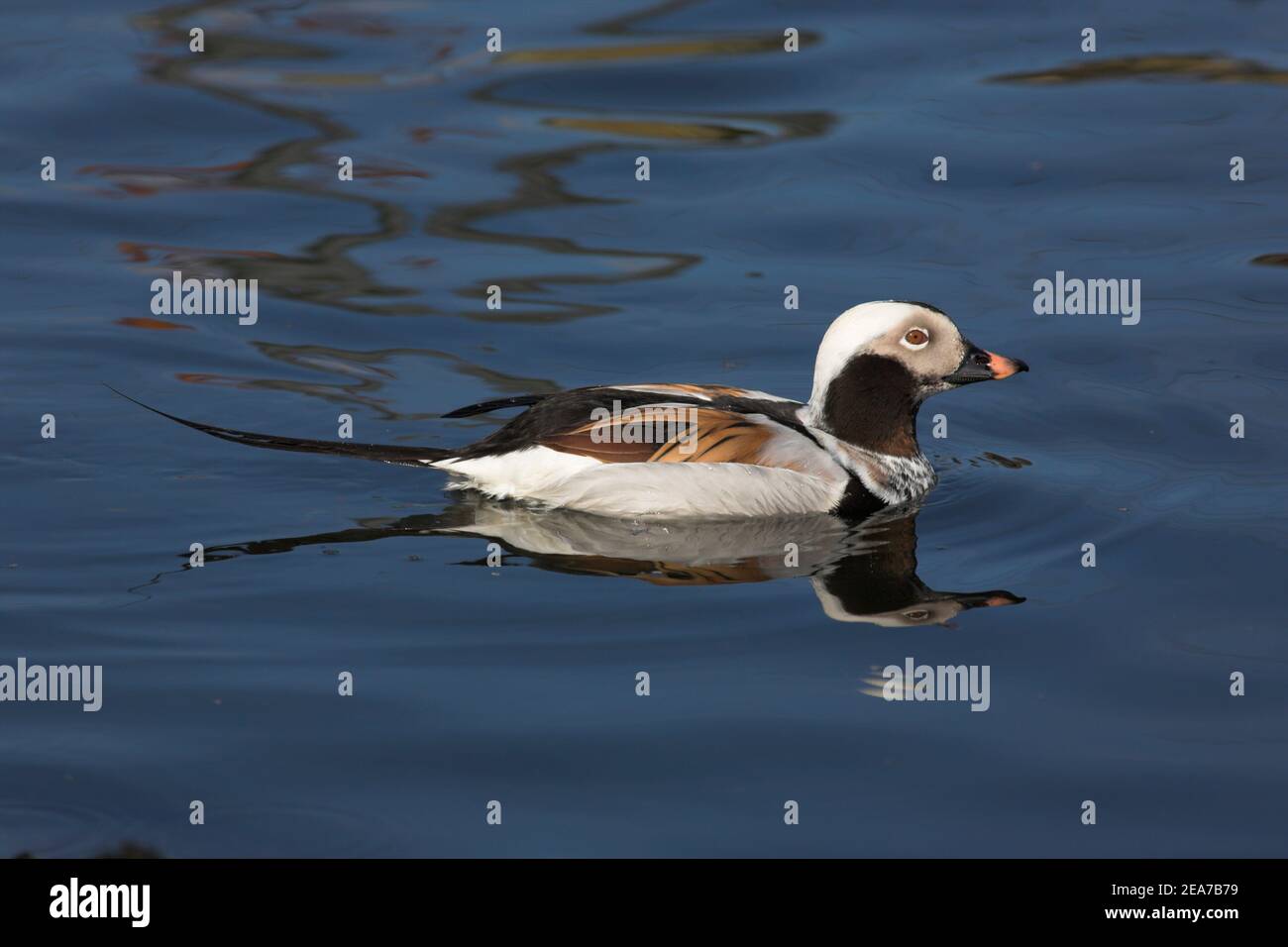 Canard à queue longue (Clangula hyemalis), réserve de Martin Mere WWT, Lancashire, Royaume-Uni Banque D'Images