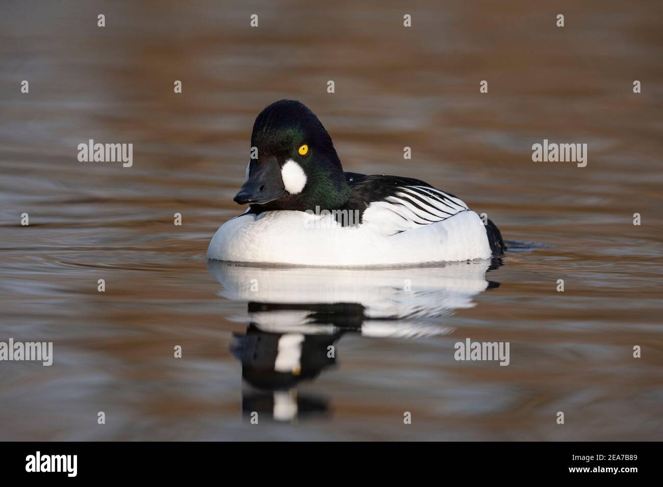 Goldeneye (Bucephala clangula), réserve de Martin Mere WWT, Lancashire, Royaume-Uni Banque D'Images