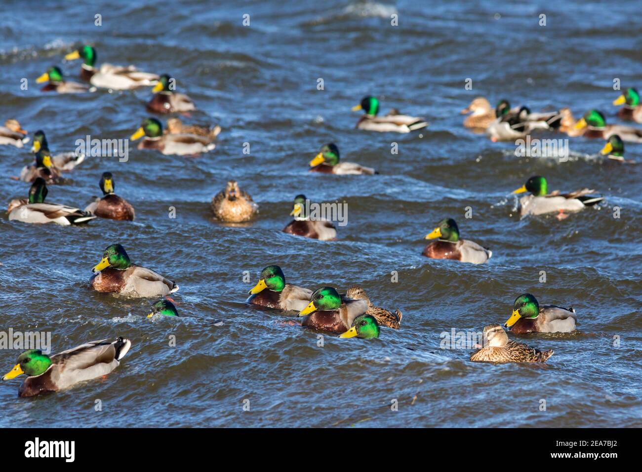 Colverts (Anas platyrhynchos), Norfolk, Royaume-Uni Banque D'Images