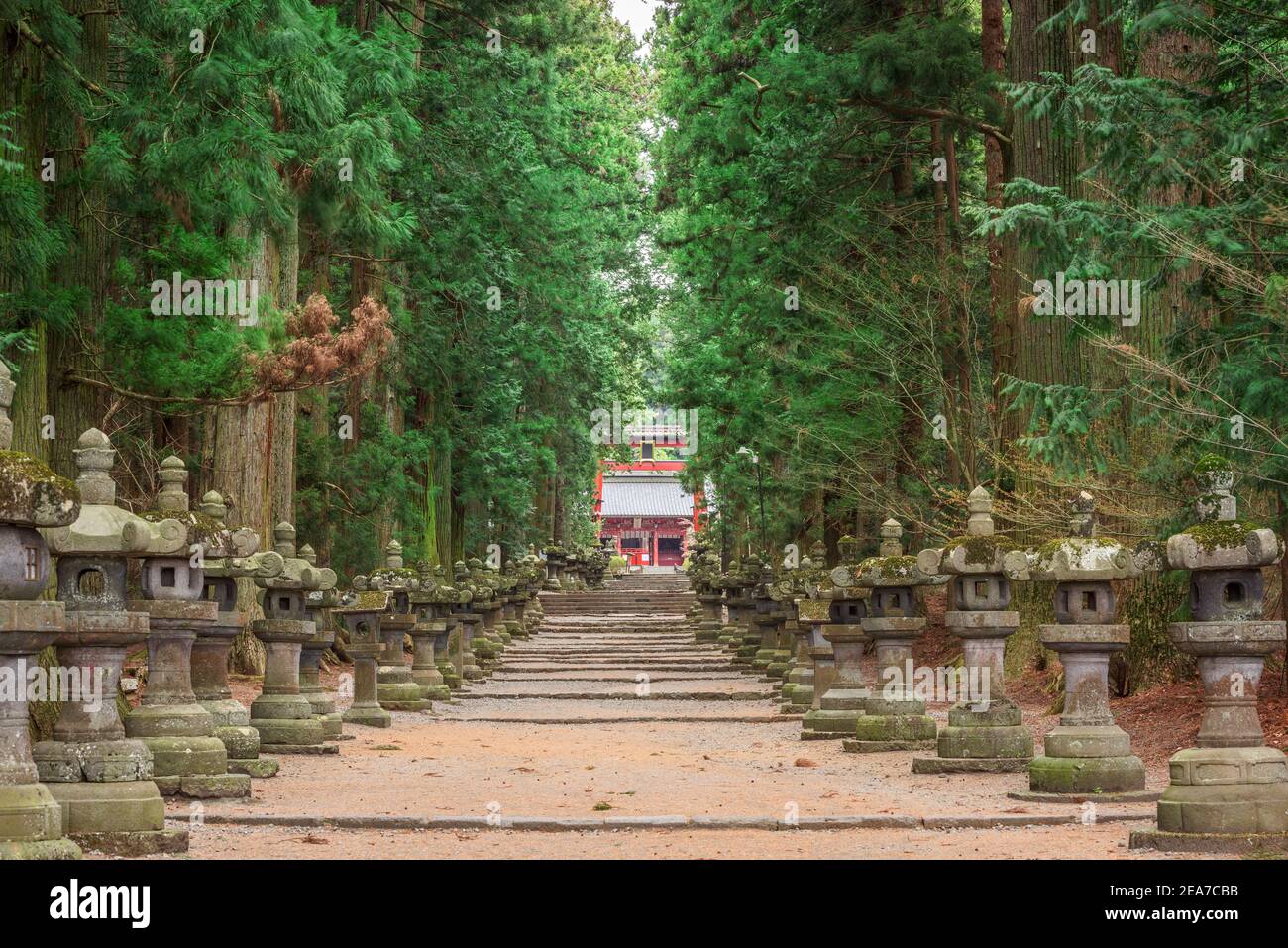 Entrée bordée d'arbres au sanctuaire de Fujiyoshida Sengen à Fujiyoshida, Shizuoka, Japon. Banque D'Images